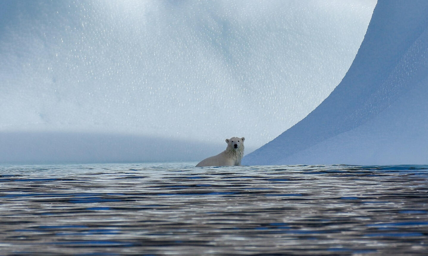 Polar Bear Polar Bear