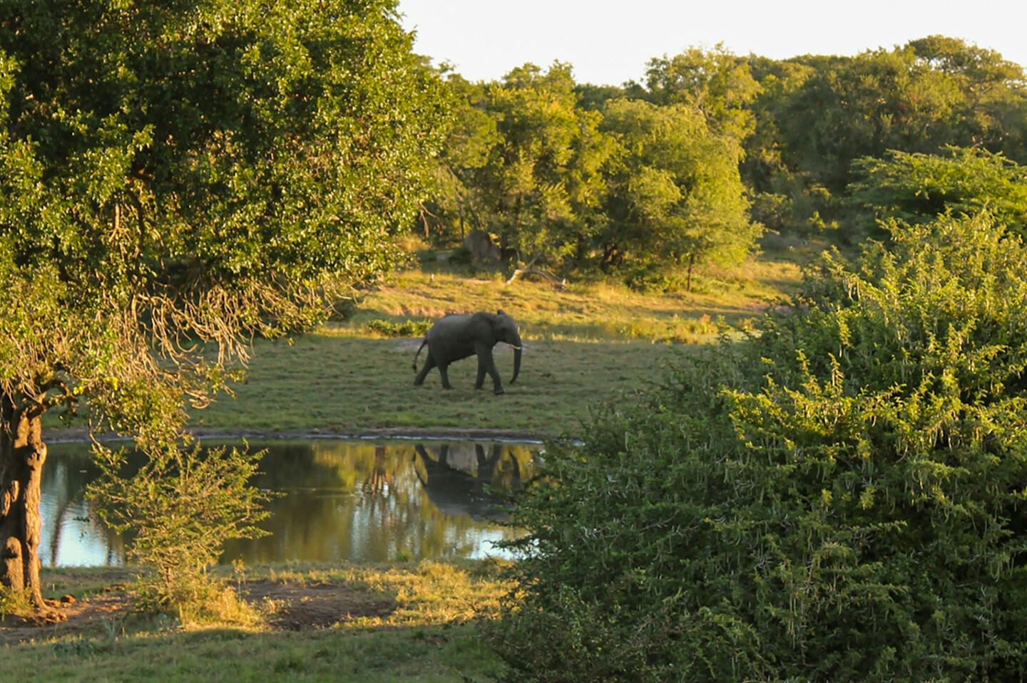 Elephant and Trees