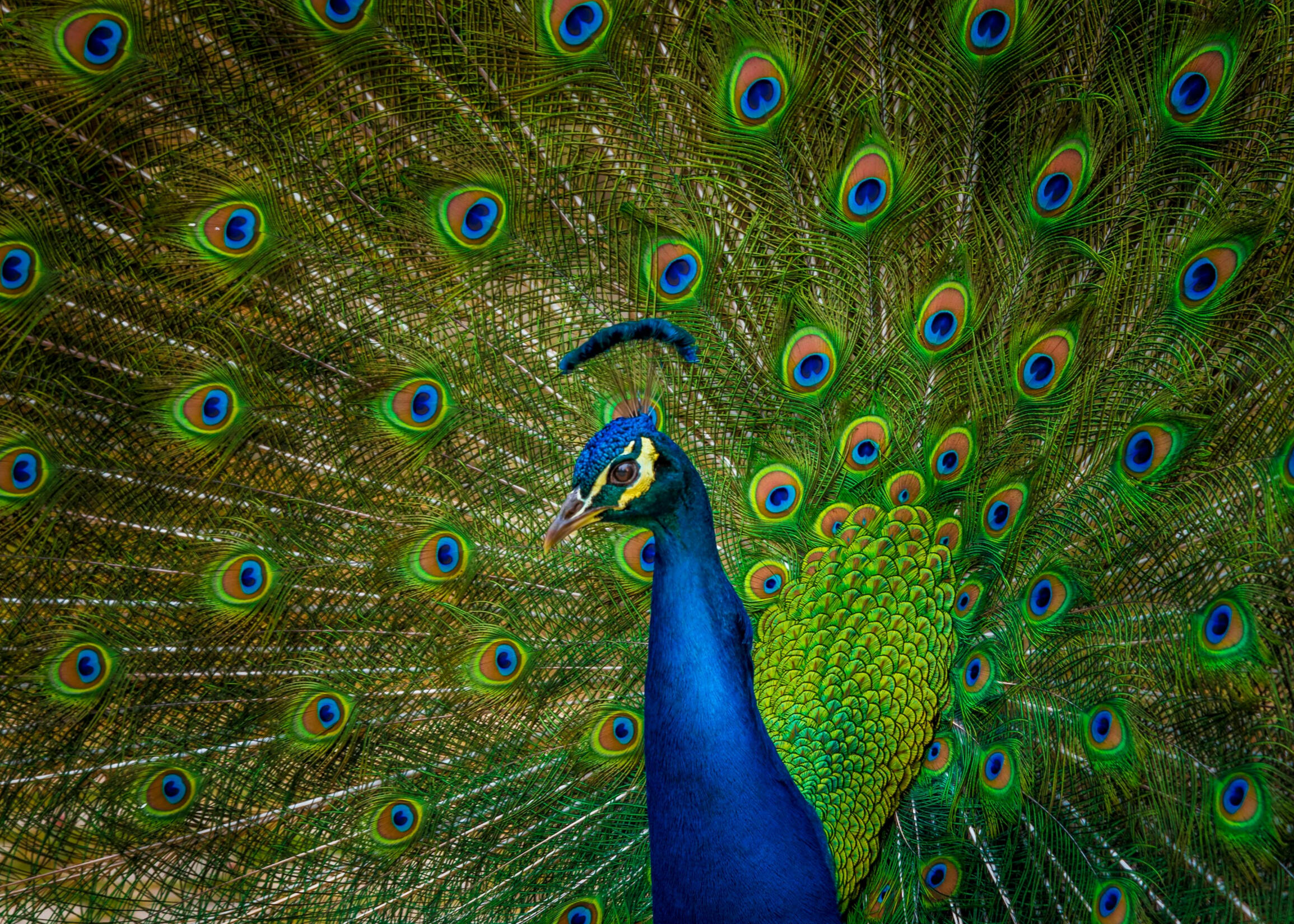 Peacock Peacock
